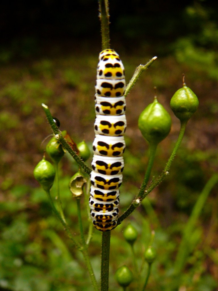 Chenille Cuculie de la Scrofulaire